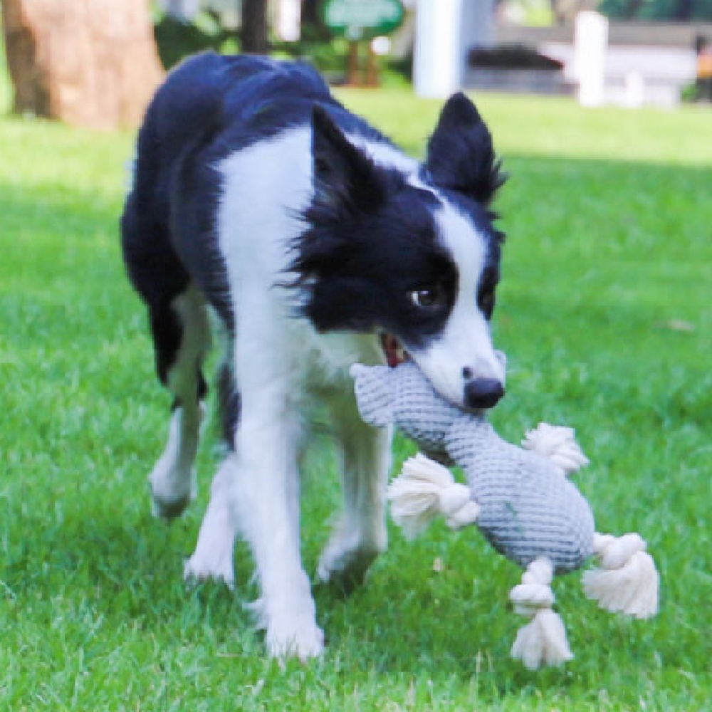 Jouet interactif pour chien résistant à la morsure